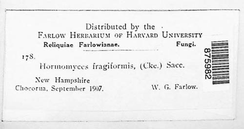 Hormomyces fragiformis image